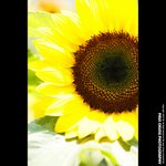 mf_004