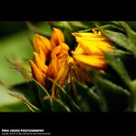mf_006