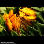 mf_007