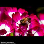 mf_009