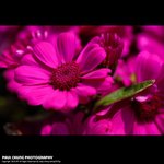 mf_010