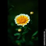 mf_013