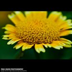 mf_014