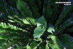 ahkp_008