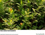 pingshan_014