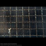 awinglee_018