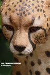 aart2_034