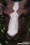 aart2_038