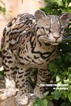 aart2_053