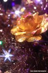 apatricia_002