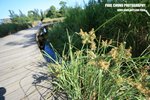 bwet_009