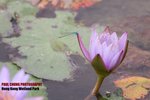wet_015