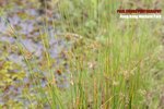 wet_018