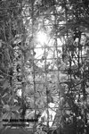 yautony_009