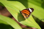 IMG_7716
