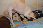 IMG1_040863