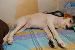IMG1_040864