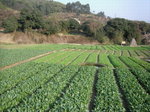 20110204 東莞清溪 (103)