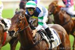 2010-10-1 R7  蓮華生輝 SACRED KINGDOM(G268) 沙田短途錦標（讓賽)