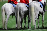 IMG1_034576