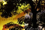 IMG1_037301