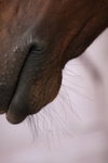 IMG_0916