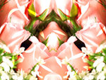 still_life001