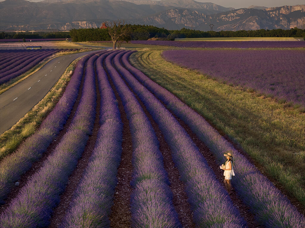 Lavender Field