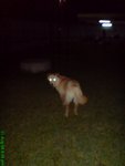 DSC03229