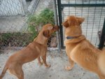 Ella and Whisky
