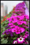 IMG_0922a