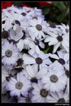 IMG_0924a