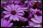 IMG_0929a