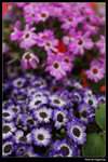 IMG_0930a
