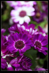 IMG_0931a