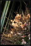 IMG_0942a