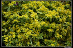 IMG_0967a