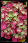 IMG_0969a