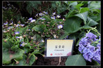 IMG_0982a