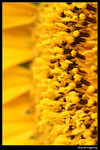 IMG_7525a