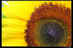 IMG_7535a
