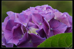 IMG_7544a