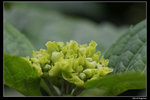 IMG_7545a