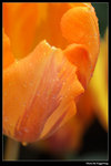 IMG_7549a