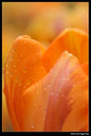 IMG_7551a