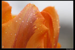IMG_7552a