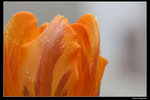 IMG_7554a