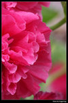 IMG_7563a