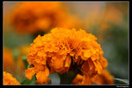 IMG_7573a