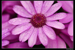 IMG_7642a